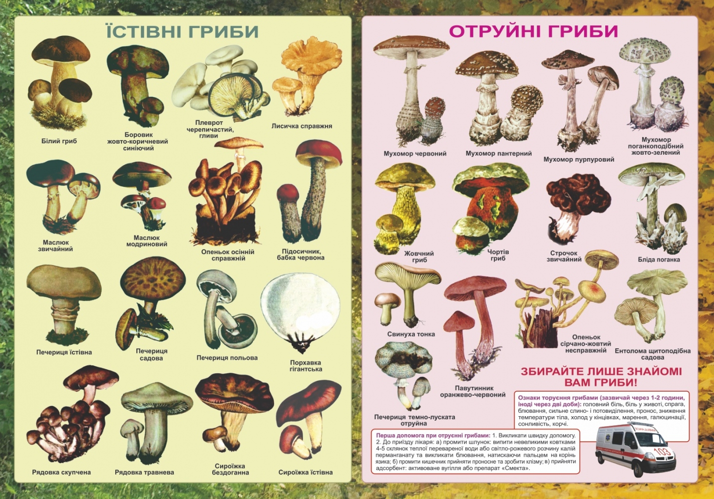 

Їстівні та отруйні гриби. Плакат