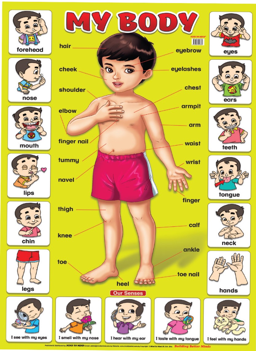 [object Object] «Education Charts. My Body» - фото №1