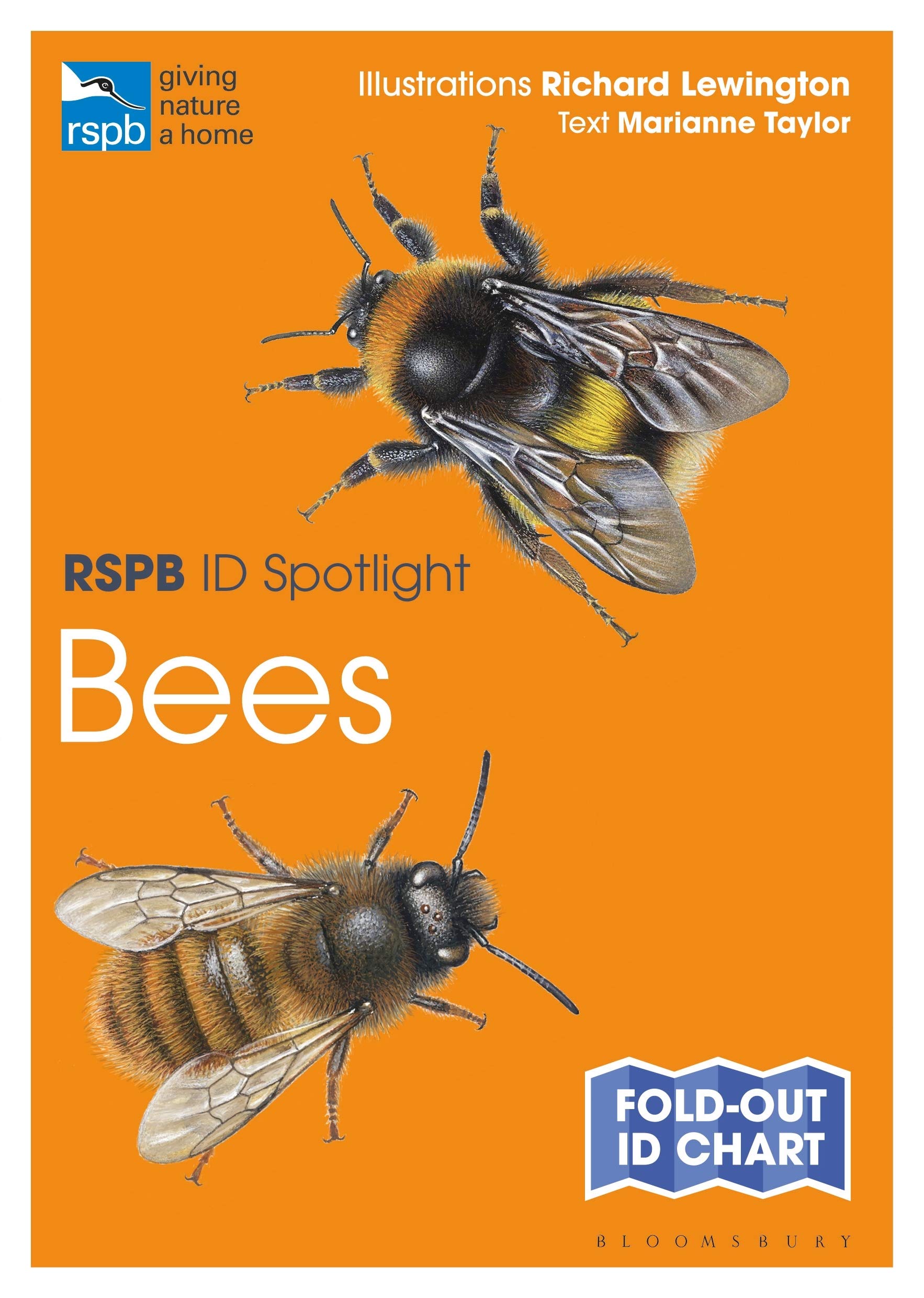 

RSPB ID Spotlight - Bees