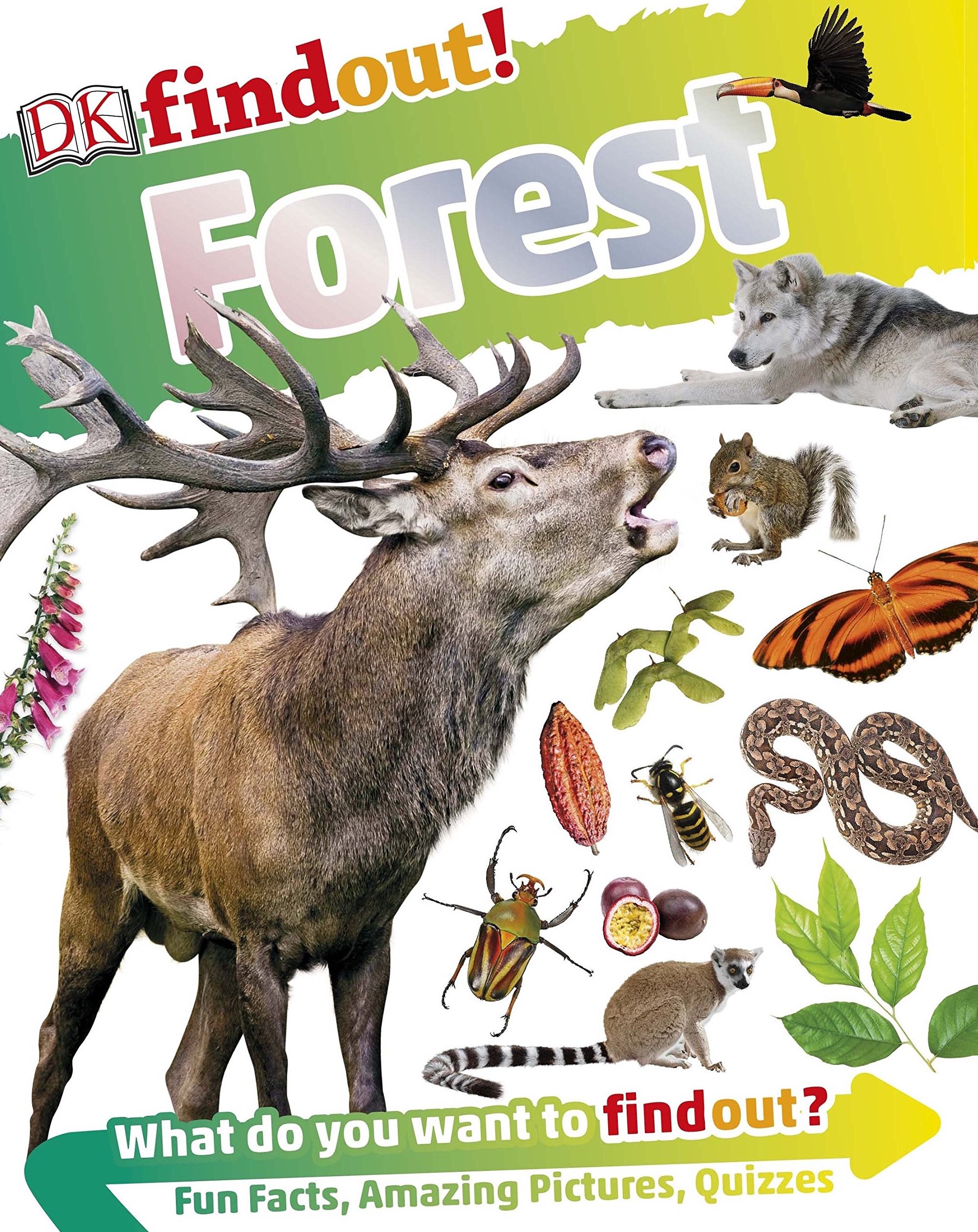 

DKfindout! Forest