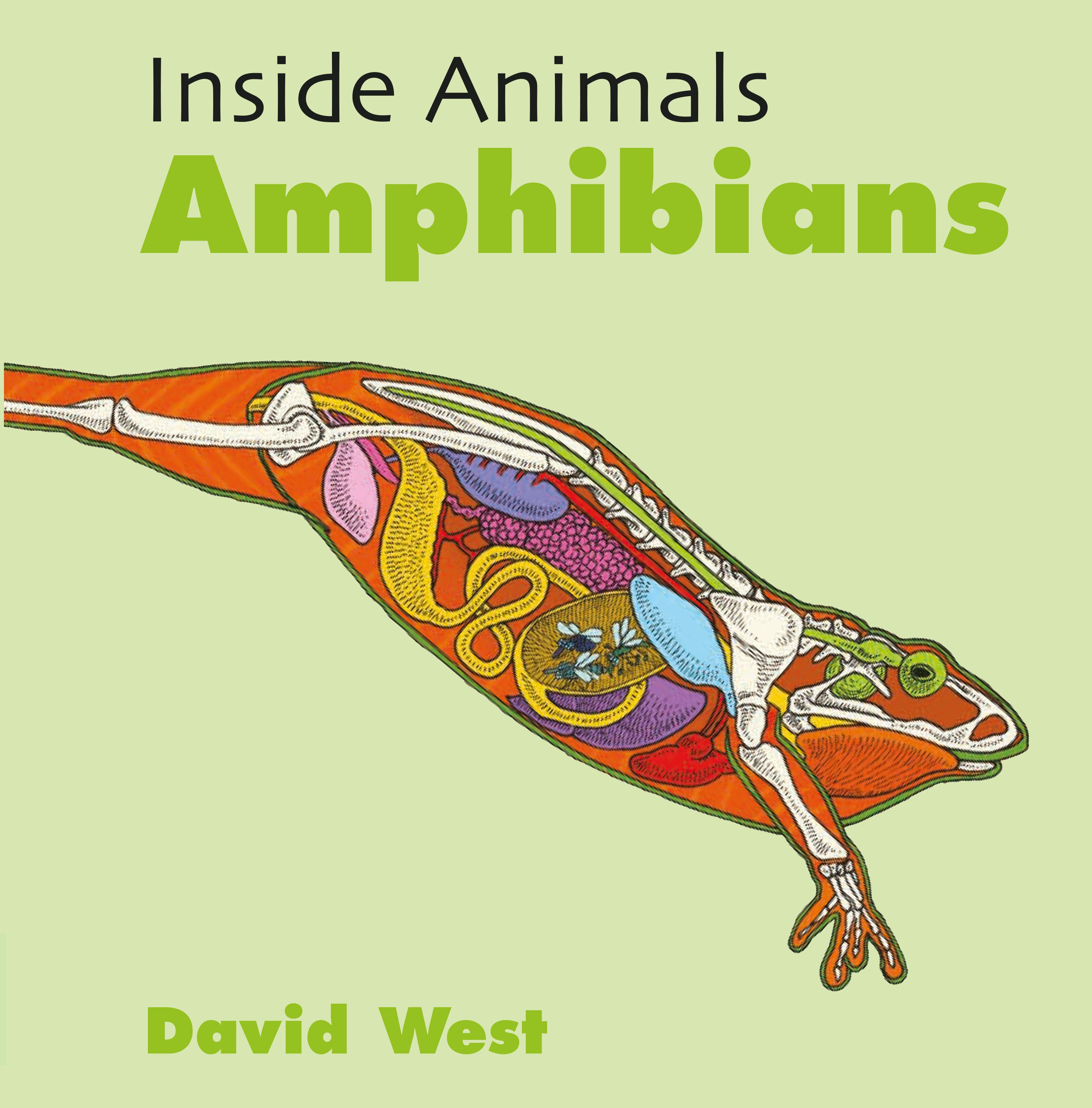 

Amphibians