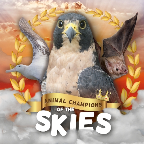 

Skies