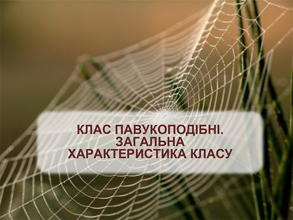 

Клас Павукоподібні. Загальна характеристика класу (презентація з біології. 8 клас)