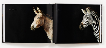 Бумажная книга «Equus (Mini)», автор Тим Флэк - фото №5 - миниатюра