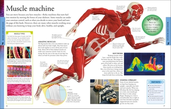 Паперова книга «Human Body A Children's Encyclopedia» - фото №5 - мініатюра