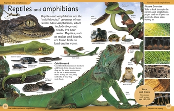 Бумажная книга « First Animal Encyclopedia» - фото №5 - миниатюра