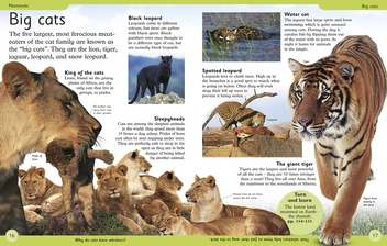 Бумажная книга « First Animal Encyclopedia» - фото №4 - миниатюра
