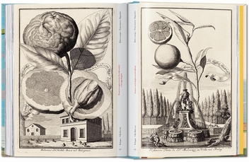 Бумажная книга «J. C. Volkamer. The Book of Citrus Fruits», автор Айрис Лаутербах - фото №11 - миниатюра