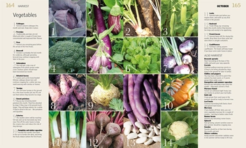 Бумажная книга «Allotment Month by Month», автор Алан Букингем - фото №3 - миниатюра