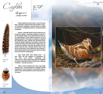 Бумажная книга «Наші птахи», автор Олесь Ильченко - фото №5 - миниатюра