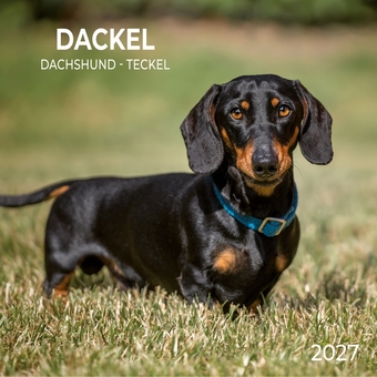 Паперова книга «Dackel / Dachshund / Teckel 2027» - фото №1 - мініатюра