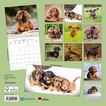 Паперова книга «Dackel / Dachshund / Teckel 2027» - фото №2 - мініатюра