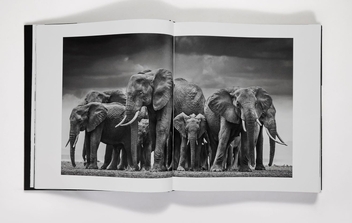 Паперова книга «David Yarrow: The Collection», автор Девід Ярроу - фото №2 - мініатюра