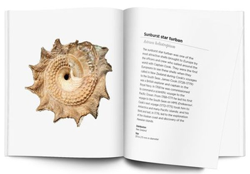 Бумажная книга «Interesting Shells», автор Андрея Сальвадор - фото №3 - миниатюра