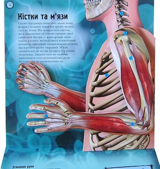 Паперова книга «Наше тіло. 3D-конструкція», автор Керолайн Харріс - фото №5 - мініатюра