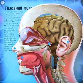 Паперова книга «Наше тіло. 3D-конструкція», автор Керолайн Харріс - фото №4 - мініатюра