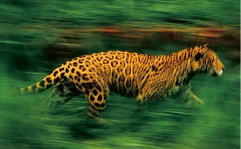 Бумажная книга «Jungles», автор Франс Лэнтин - фото №5 - миниатюра