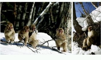 Бумажная книга «Life: Extraordinary Animals, Extreme Behaviour», авторов Марта Холмс, Майкл Гантон, Руперт Баррингтон, Адам Чепмен, Патрик Моррис, Тед Оакс - фото №7 - миниатюра