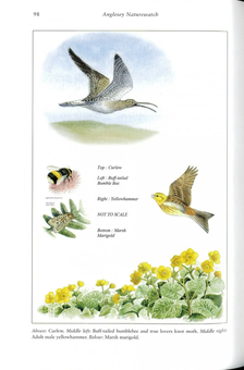 Бумажная книга «Anglesey Naturewatch», автор Филип Сноу - фото №5 - миниатюра