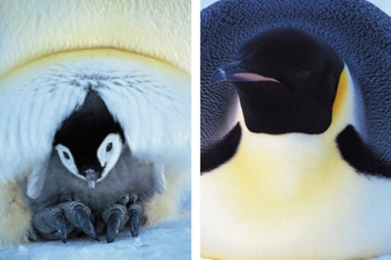 Бумажная книга «Frans Lanting. Penguin», автор Франс Лэнтин - фото №6 - миниатюра