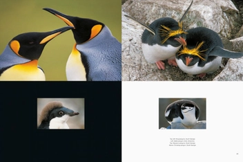 Бумажная книга «Frans Lanting. Penguin», автор Франс Лэнтин - фото №5 - миниатюра