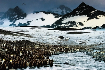 Бумажная книга «Frans Lanting. Penguin», автор Франс Лэнтин - фото №8 - миниатюра