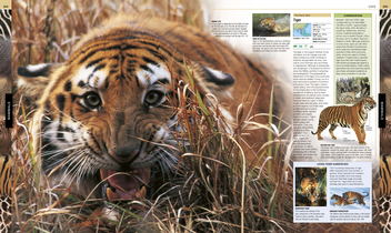 Паперова книга «Animal», автор Девід Берні - фото №5 - мініатюра