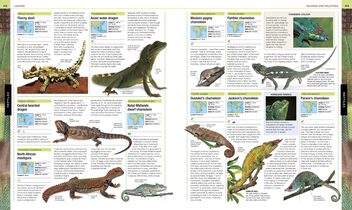 Паперова книга «Animal», автор Девід Берні - фото №6 - мініатюра