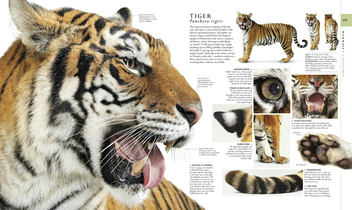 Бумажная книга «The Natural History Book», автор Бекки Александер - фото №3 - миниатюра