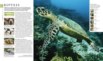 Бумажная книга «The Natural History Book», автор Бекки Александер - фото №4 - миниатюра