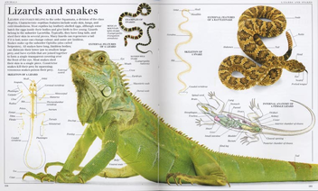 Бумажная книга «Pocket Visual Dictionary» - фото №4 - миниатюра