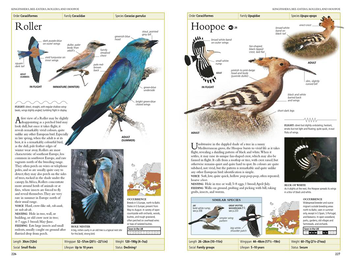 Бумажная книга «RSPB Birds of Britain and Europe», автор Роб Хьюм - фото №5 - миниатюра