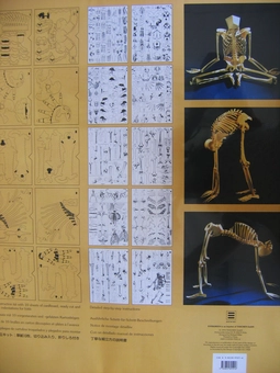 Паперова книга «Human Skeleton Model» - фото №3 - мініатюра