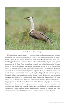 Паперова книга «Birds of Northern India», авторів Річард Ґріммет, Тім Інскіпп - фото №3 - мініатюра