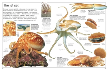 Бумажная книга «Ocean», автор Миранда Маккитти - фото №5 - миниатюра