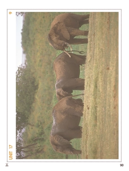 Бумажная книга «Grammarway 2 Picture Flashcards», авторов Дженни Дули, Вирджиния Эванс - фото №11 - миниатюра