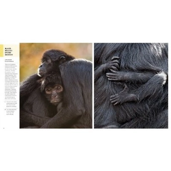 Паперова книга «Animals on the Edge», автор Кріс Вестон - фото №4 - мініатюра