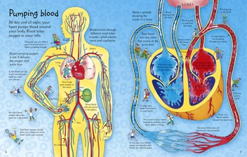 Бумажная книга «See Inside Your Body», авторов Кэйти Дэйнс, Колин Кинг - фото №4 - миниатюра
