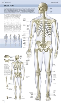 Бумажная книга «Human Body Book (+ DVD-ROM)», автор Стив Паркер - фото №3 - миниатюра