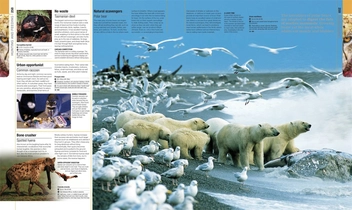 Бумажная книга «Illustrated Encyclopedia of Animal Life», автор Шарлотта Уленбрук - фото №4 - миниатюра