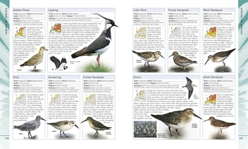Паперова книга «RSPB Birdwatching for Beginners», автор Роб Г'юм - фото №4 - мініатюра
