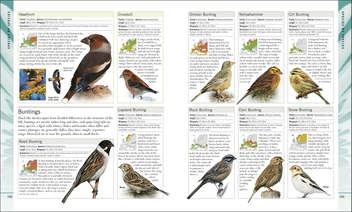 Паперова книга «RSPB Birdwatching for Beginners», автор Роб Г'юм - фото №3 - мініатюра