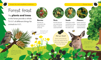 Бумажная книга «Forest Life and Woodland Creatures. Full of Fun Facts and Activities» - фото №5 - миниатюра