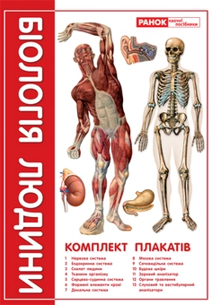 Бумажная книга «Комплект плакатів "Біологія людини" 9 клас» - фото №1 - миниатюра