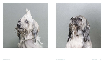 Бумажная книга «Really Good Dog Photography» - фото №3 - миниатюра