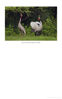 Паперова книга «Birds of Northern India», авторів Річард Ґріммет, Тім Інскіпп - фото №4 - мініатюра
