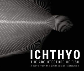 Бумажная книга «Ichthyo. The Architecture of Fish», автор Дебора Клочко - фото №2 - миниатюра