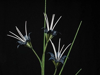 Бумажная книга «Origami Ikebana», автор Бенджамин Джон Коулман - фото №2 - миниатюра