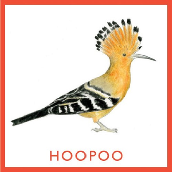Паперова книга «Bird Bingo» - фото №6 - мініатюра