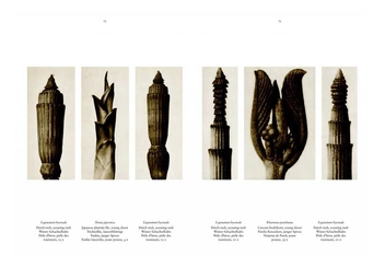 Бумажная книга «Karl Blossfeldt. The Complete Published Work», автор Ханс Христиан Адам - фото №4 - миниатюра